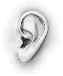 Un exemple de l'oreille externe Un exemple de l'oreille externe