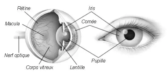 Anatomie de l’oeil Anatomie de l’oeil